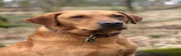 Labrador Retriever dogs for stud: John  in Glasgow - Advert 1