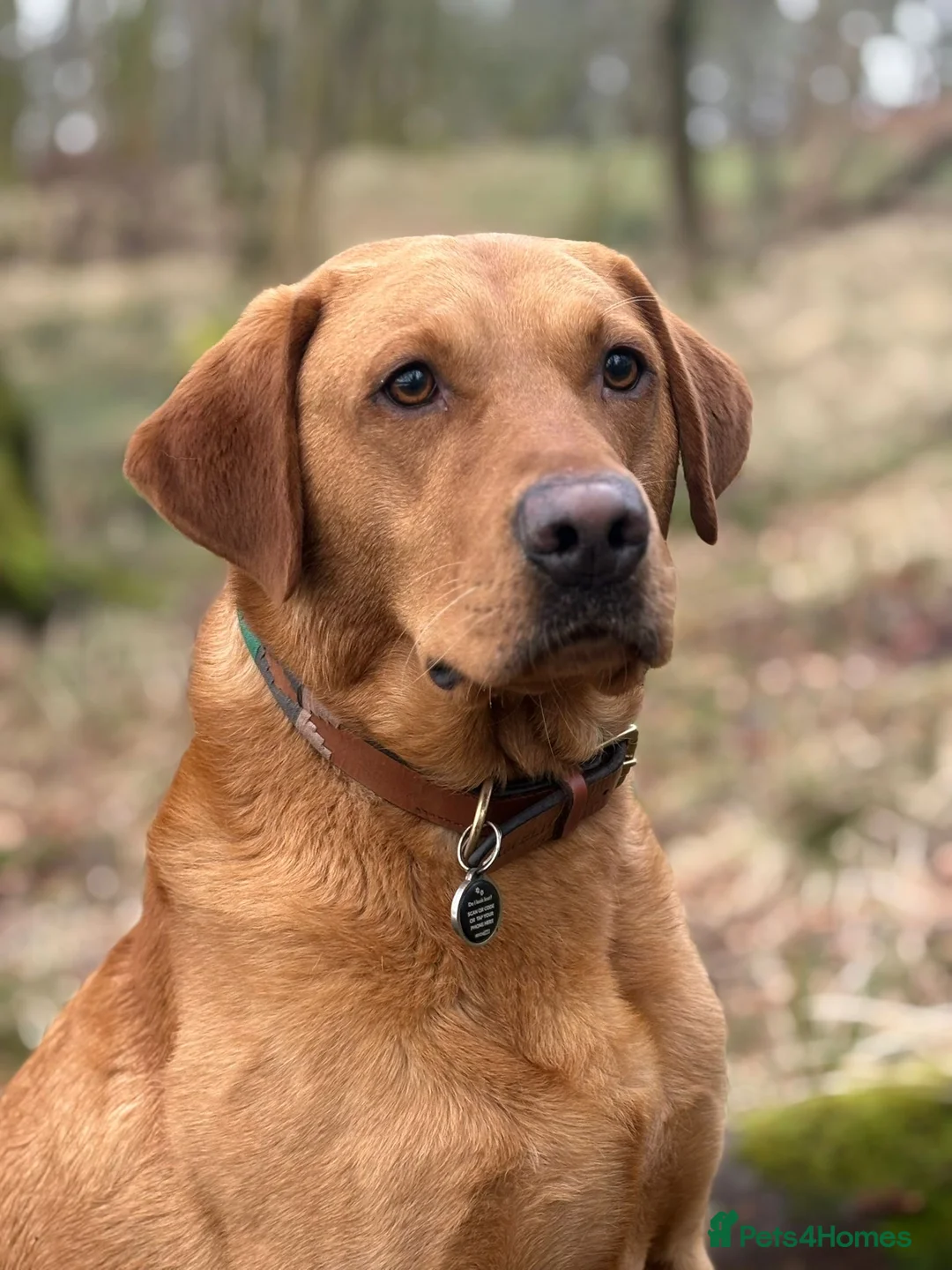 Labrador Retriever dogs for stud: John  in Glasgow - Advert 1