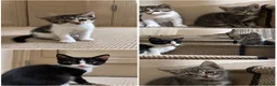 Mixed Breed cats for sale: Adorable Mixed Ragdoll Kittens 🐾💙 in Ossett - Advert 1