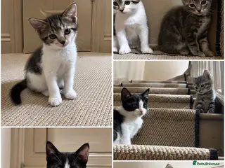 Mixed Breed cats Adorable Mixed Ragdoll Kittens 🐾💙 - Advert 9