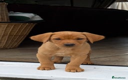 Labrador Retriever dogs for sale: 11 Exceptional Labrador Puppies - Image 10