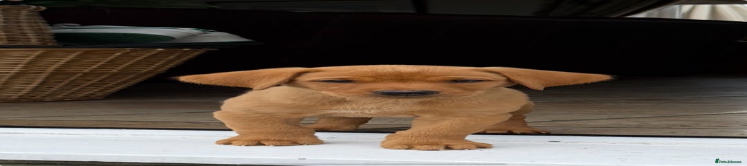 Labrador Retriever Puppy 3