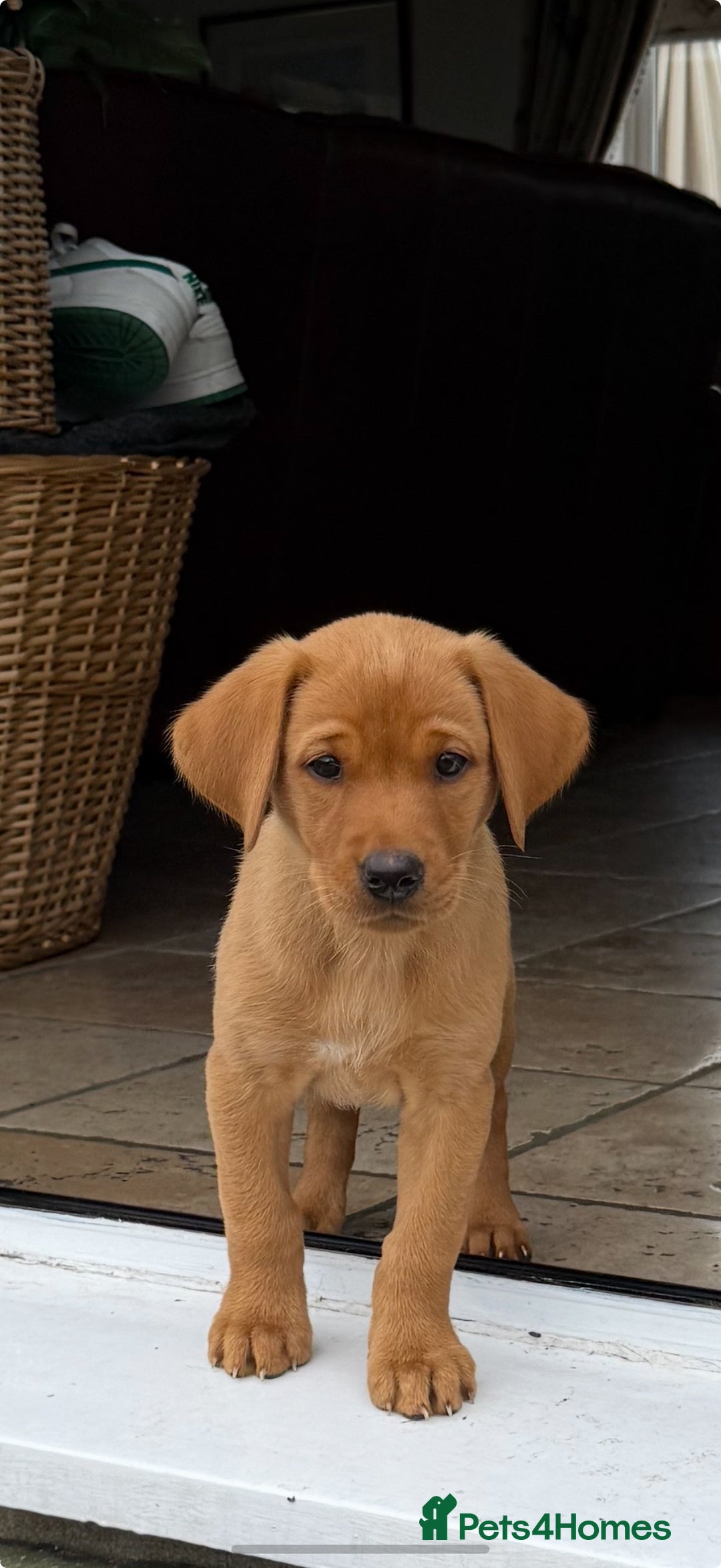 Labrador Retriever dogs for sale: 11 Exceptional Labrador Puppies - Image 10