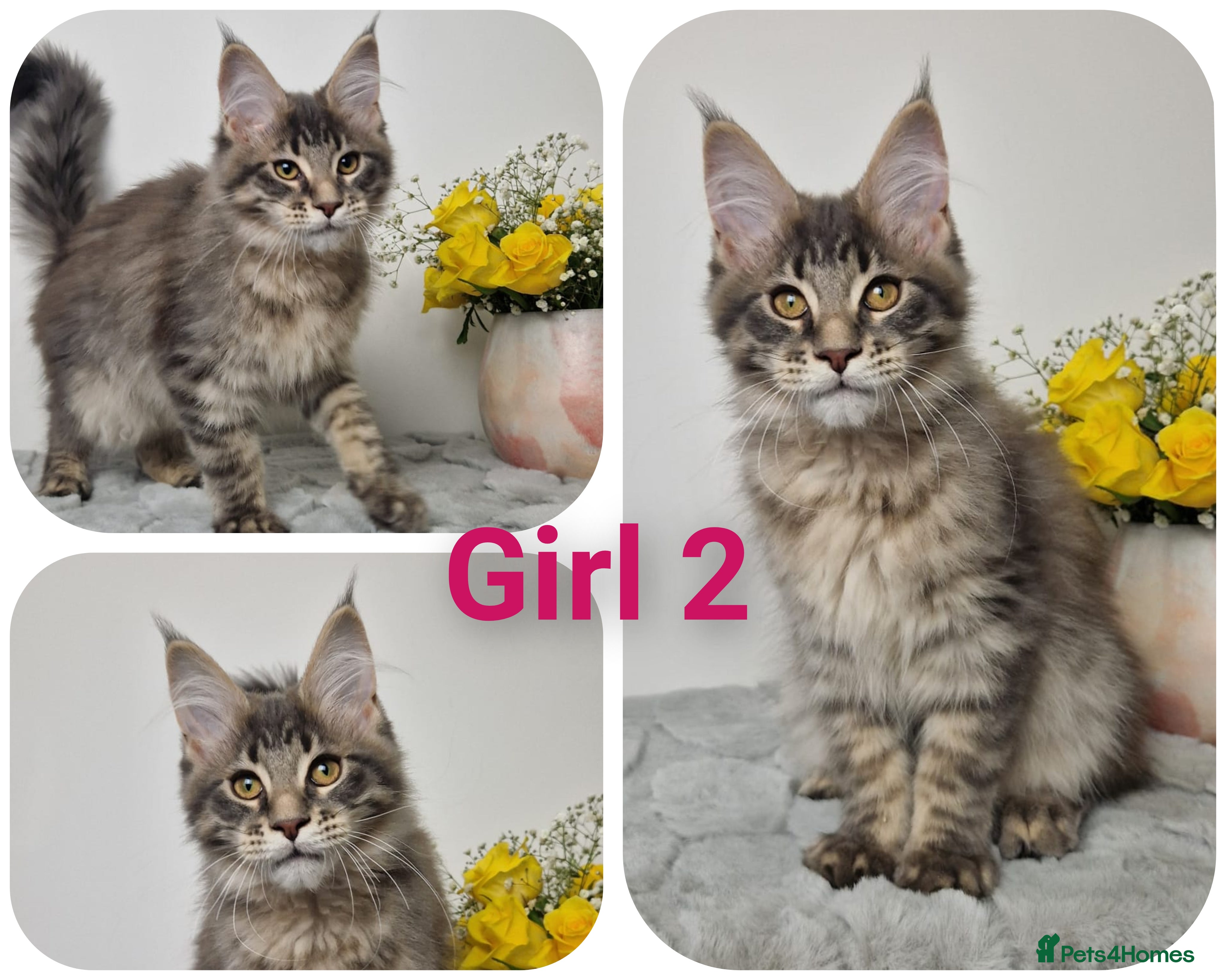 Maine Coon cats  READY TO GO TICA registered maine coon kittens - Advert 12