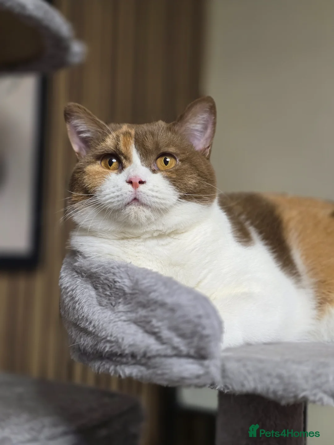 British Shorthair cats for sale: Cinnamon tortie Queen GCCF active - Advert 1