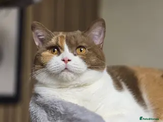 British Shorthair cats Cinnamon tortie Queen GCCF active - Advert 2