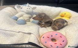 Dachshund dogs for sale: Stunning litter of Dachshund puppies 🌈🥰 - Image 13