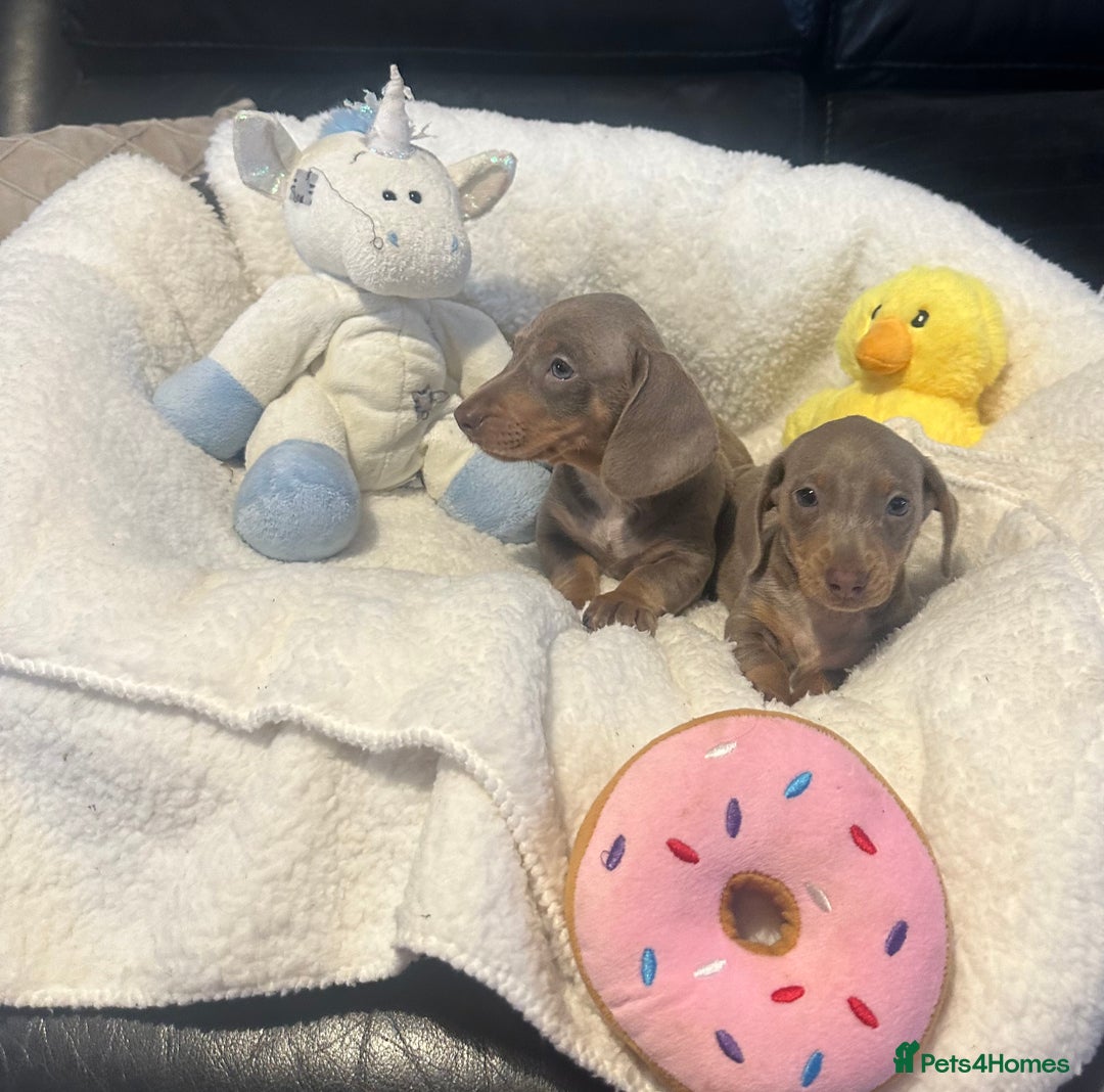 Dachshund dogs for sale: Stunning litter of Dachshund puppies 🌈🥰 - Image 13