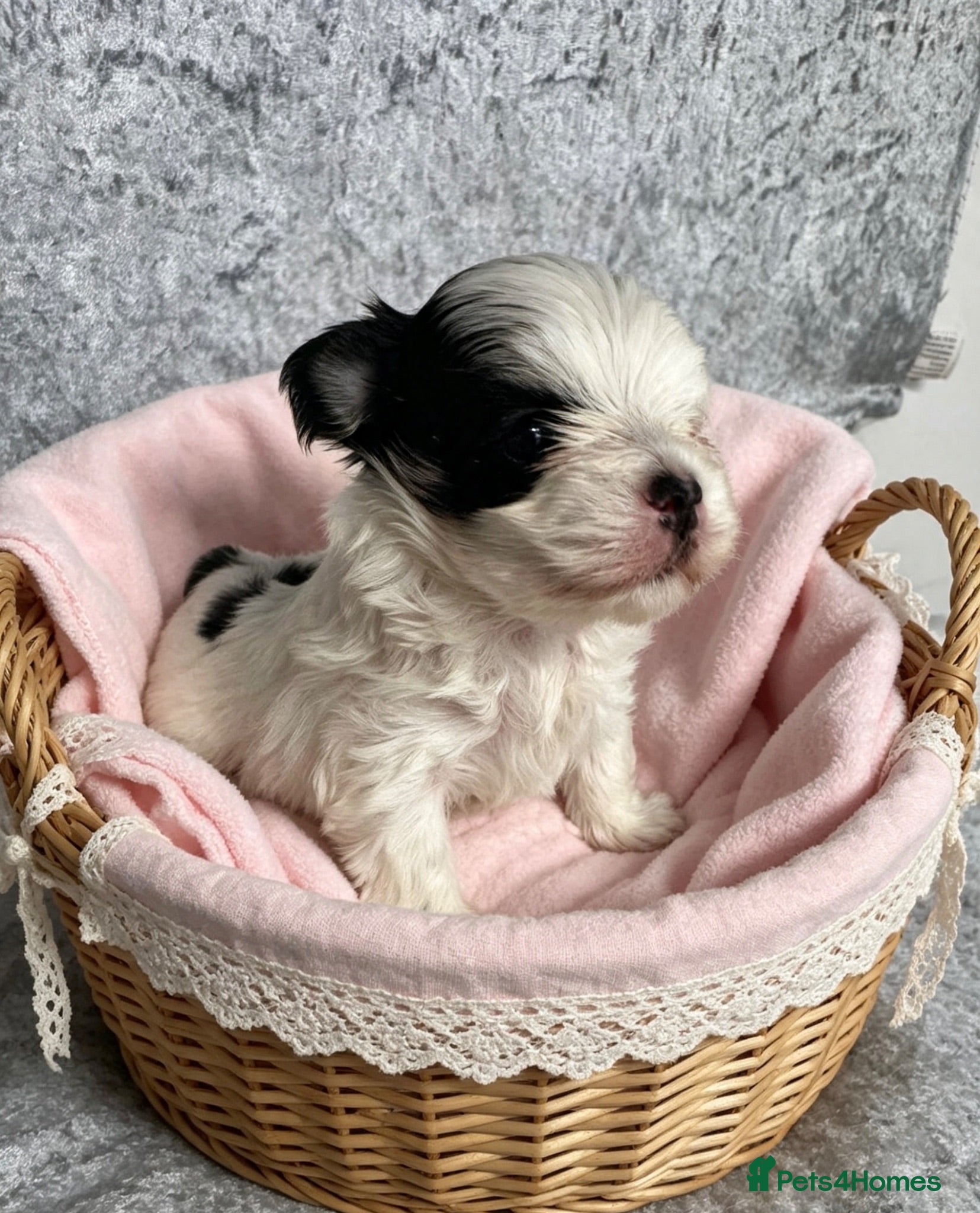 Yorkshire Terrier dogs Yorkie x Maltese  - Advert 6