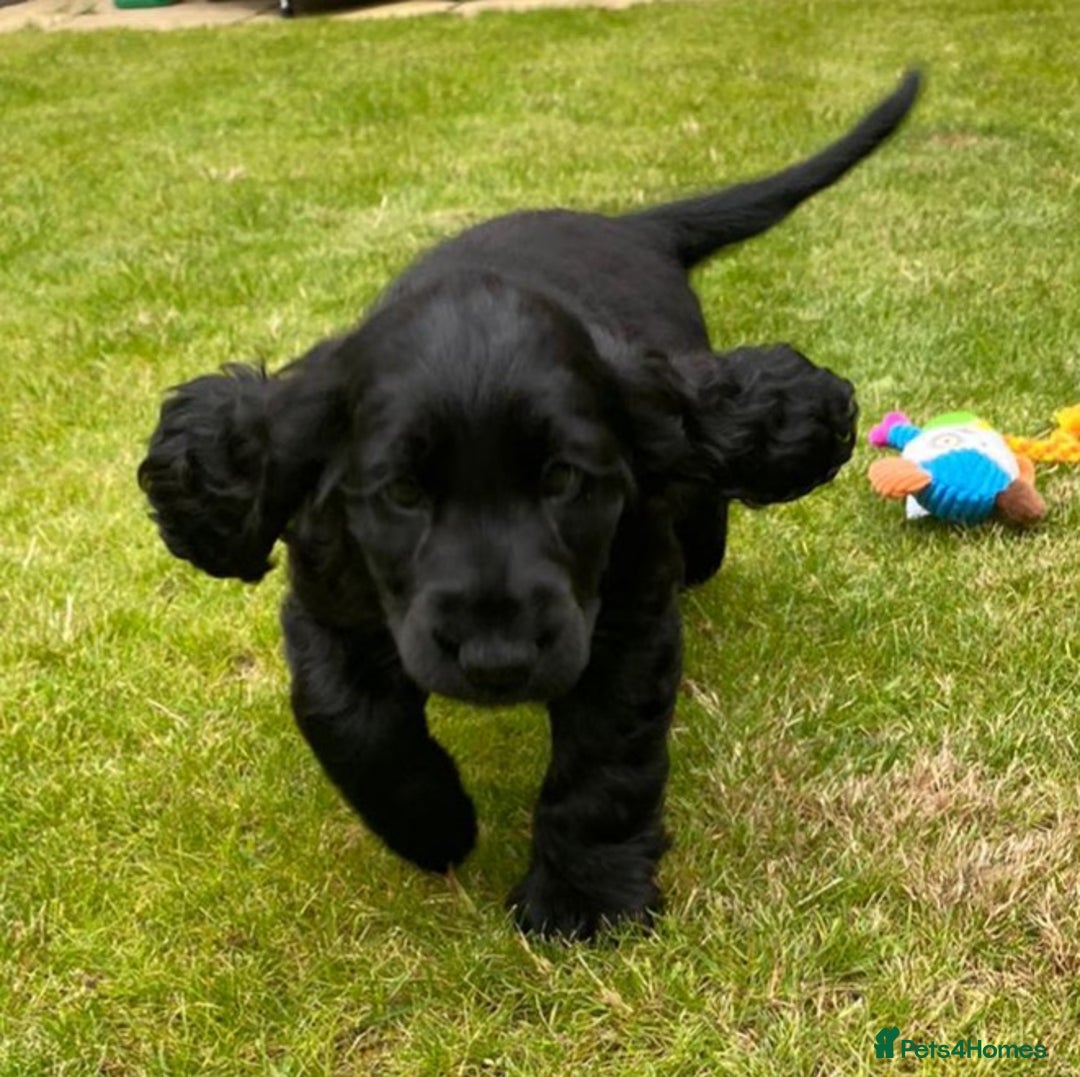 Cocker Spaniel dogs for stud: 5 * AMRYA KC Reg SHOW TYPE PRA/FN CLEAR STUD in Gateshead - Image 16