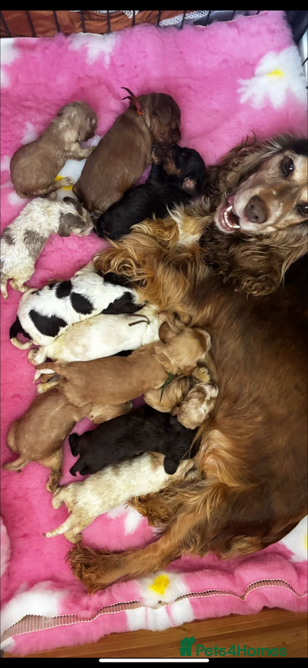 Cocker Spaniel dogs for sale: Cocker Spaniels ready to leave soon! in Lewes - Advert 12