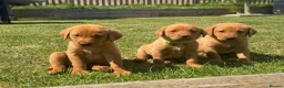 Labrador Retriever dogs for sale: EXCEPTIONAL LABRADOR PUPPIES FROM FTC LINE - Advert 13