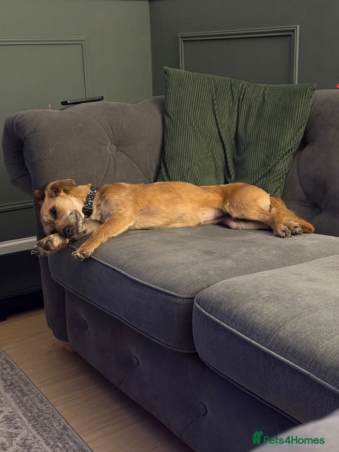 Mixed Breed dogs for adoption: Border terrier x Schanuzer Penny - Advert 4