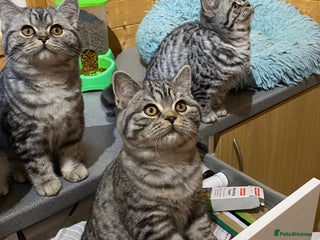 British Shorthair cats Silver Spotted British Shorthair kitten - Advert 10