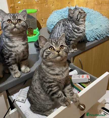 British Shorthair cats - Advert 9