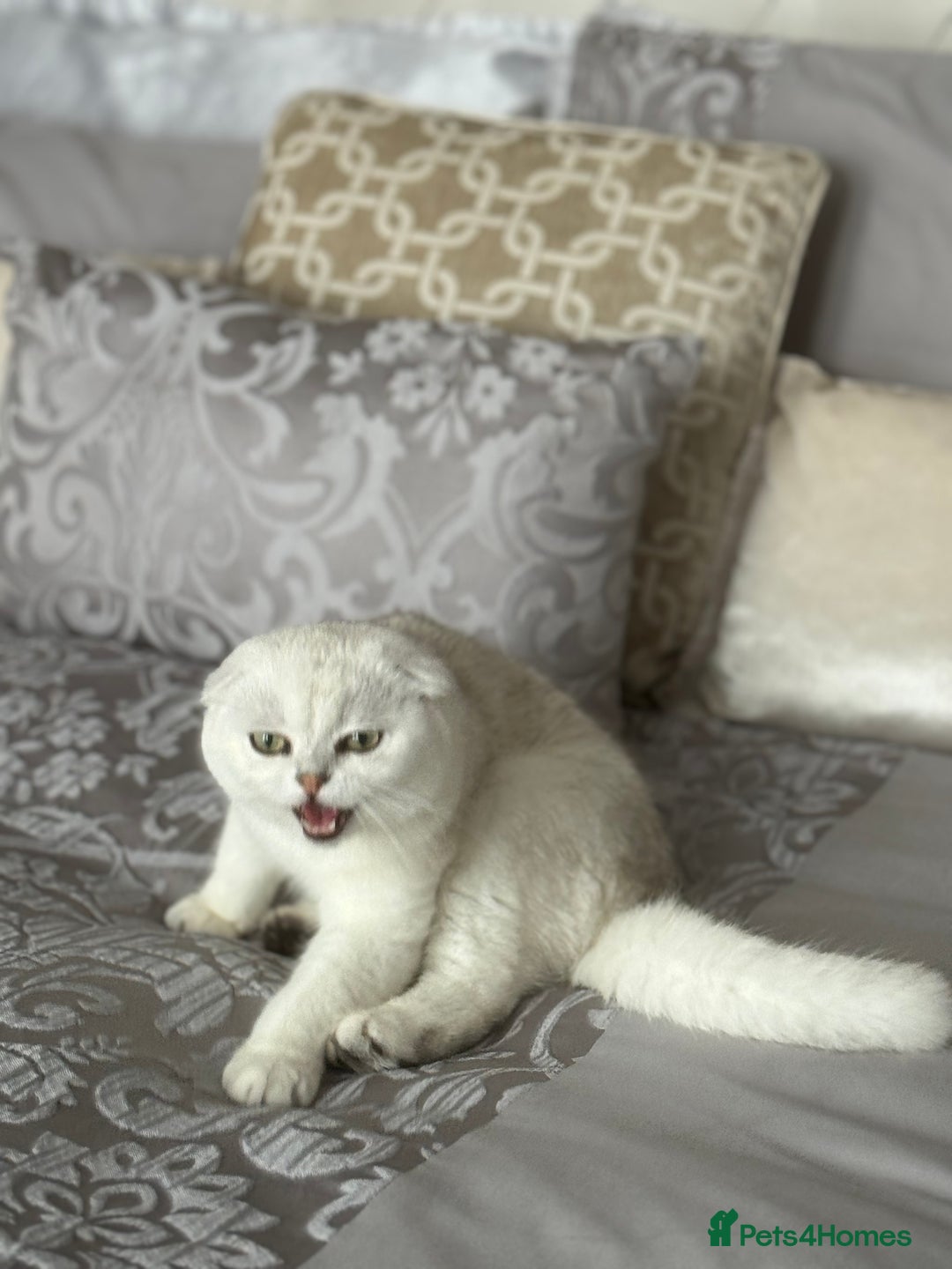Scottish Fold cats for sale: Scottish fold (triple fold) - Image 8