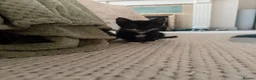 Mixed Breed cats for sale: Kittens looking for their PURRfect forever homes - Advert 19