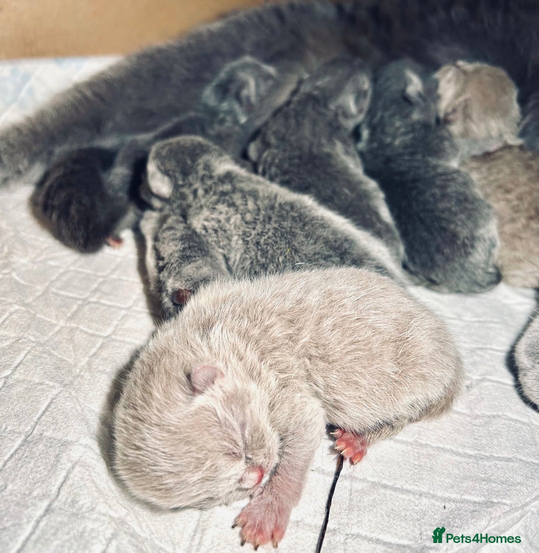 British Shorthair cats for sale: 100% Pure Pedigree Champion line Bsh Reg. Kitten - Advert 3