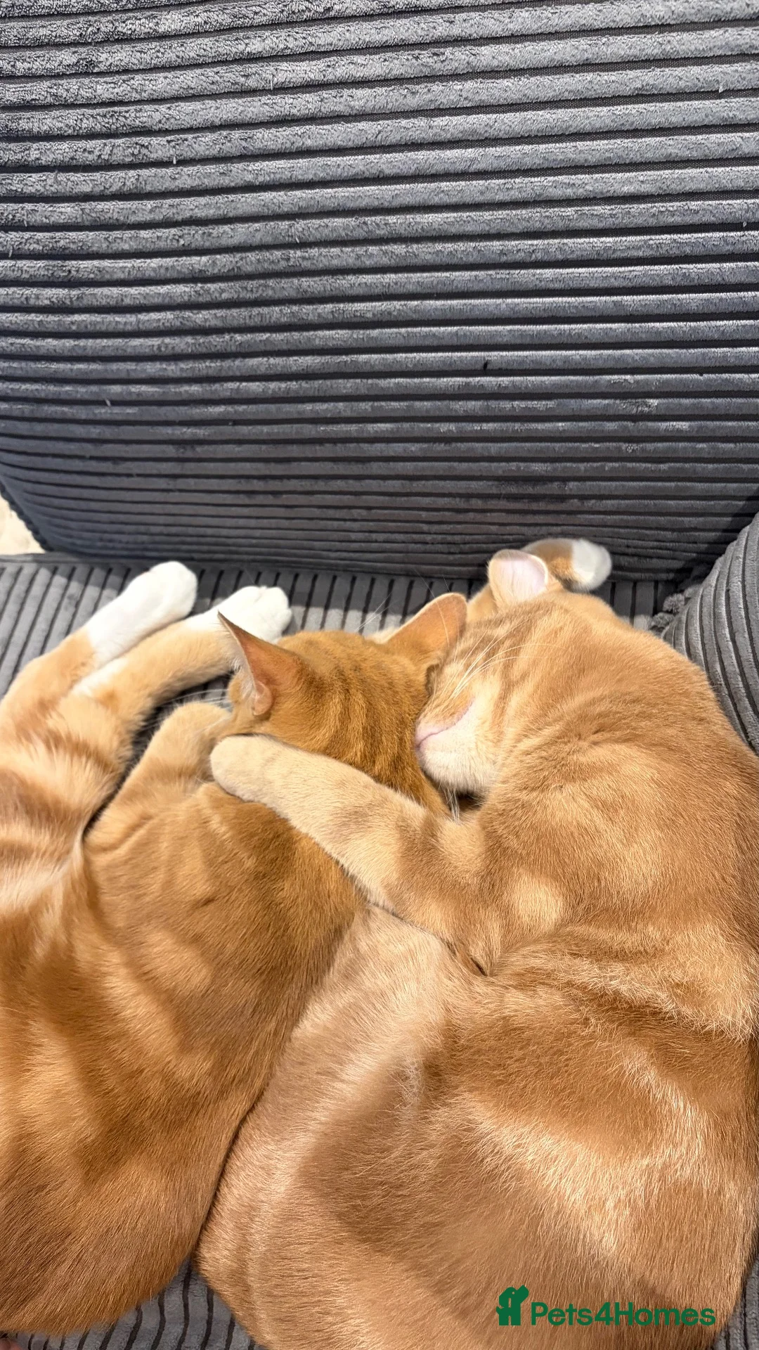 Domestic Shorthair cats for sale: 2 cream boys with all belongings  - Advert 2