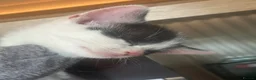 Mixed Breed cats for sale: Kittens - Advert 19
