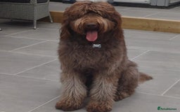 Labradoodle dogs for sale: F4b Standard Labradoodles (Fully Health Tested) - Image 7