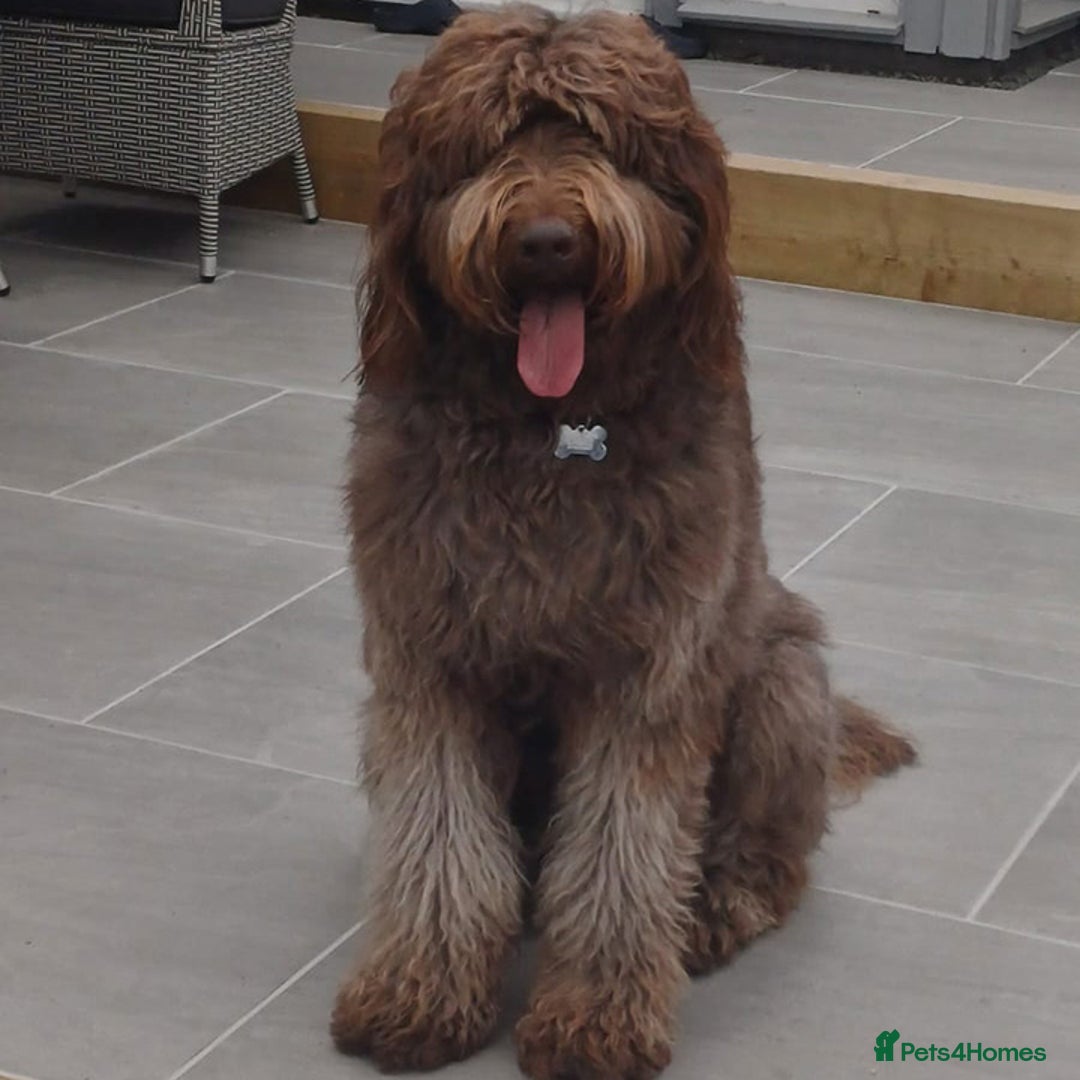 Labradoodle dogs for sale: F4b Standard Labradoodles (Fully Health Tested) - Image 7