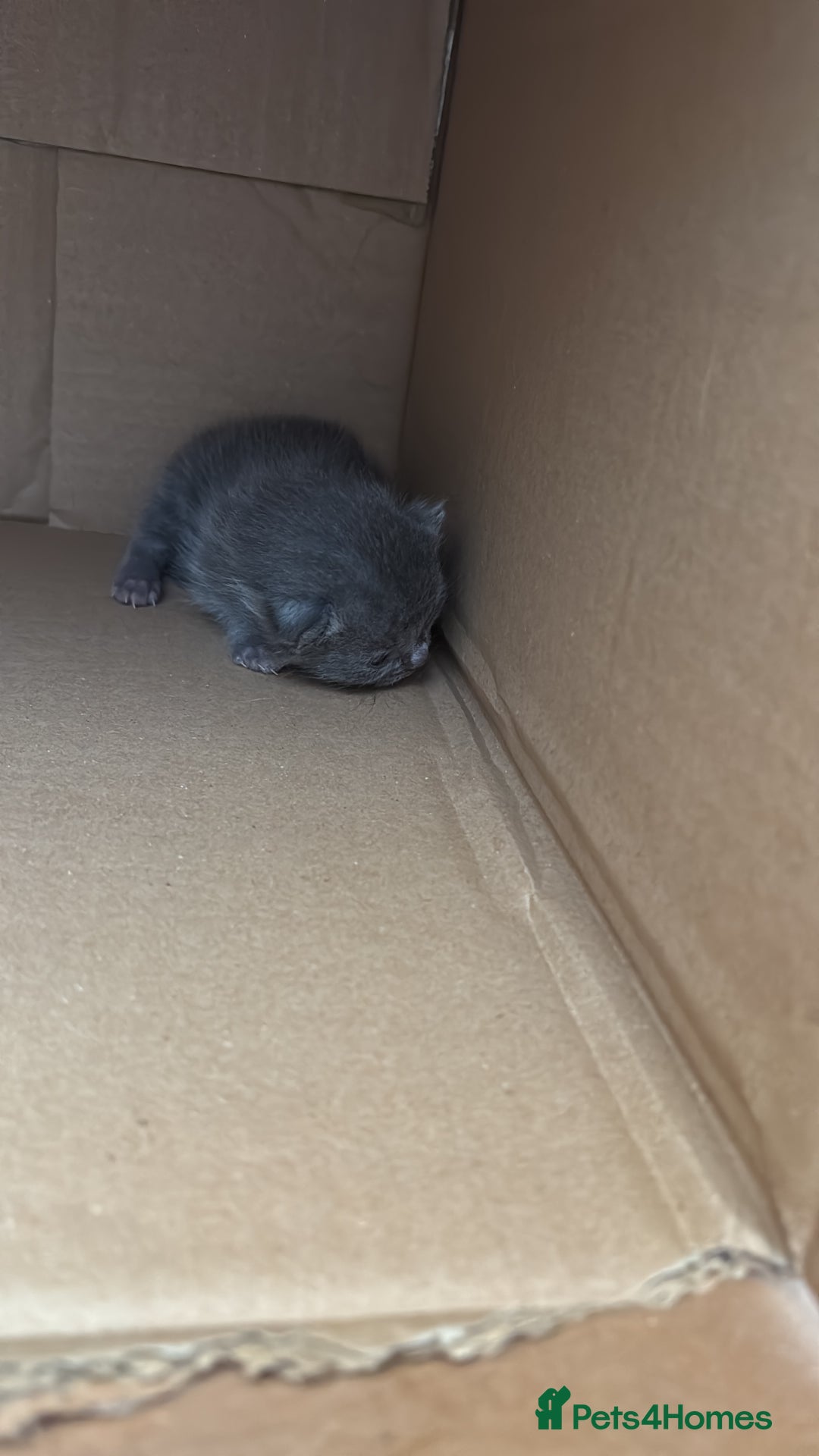 Mixed Breed cats for sale: Female Maine Coon x British Shorthair kitten - Image 6
