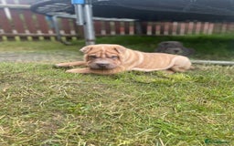 Shar Pei dogs for sale: 1 Black girl left  - Image 11
