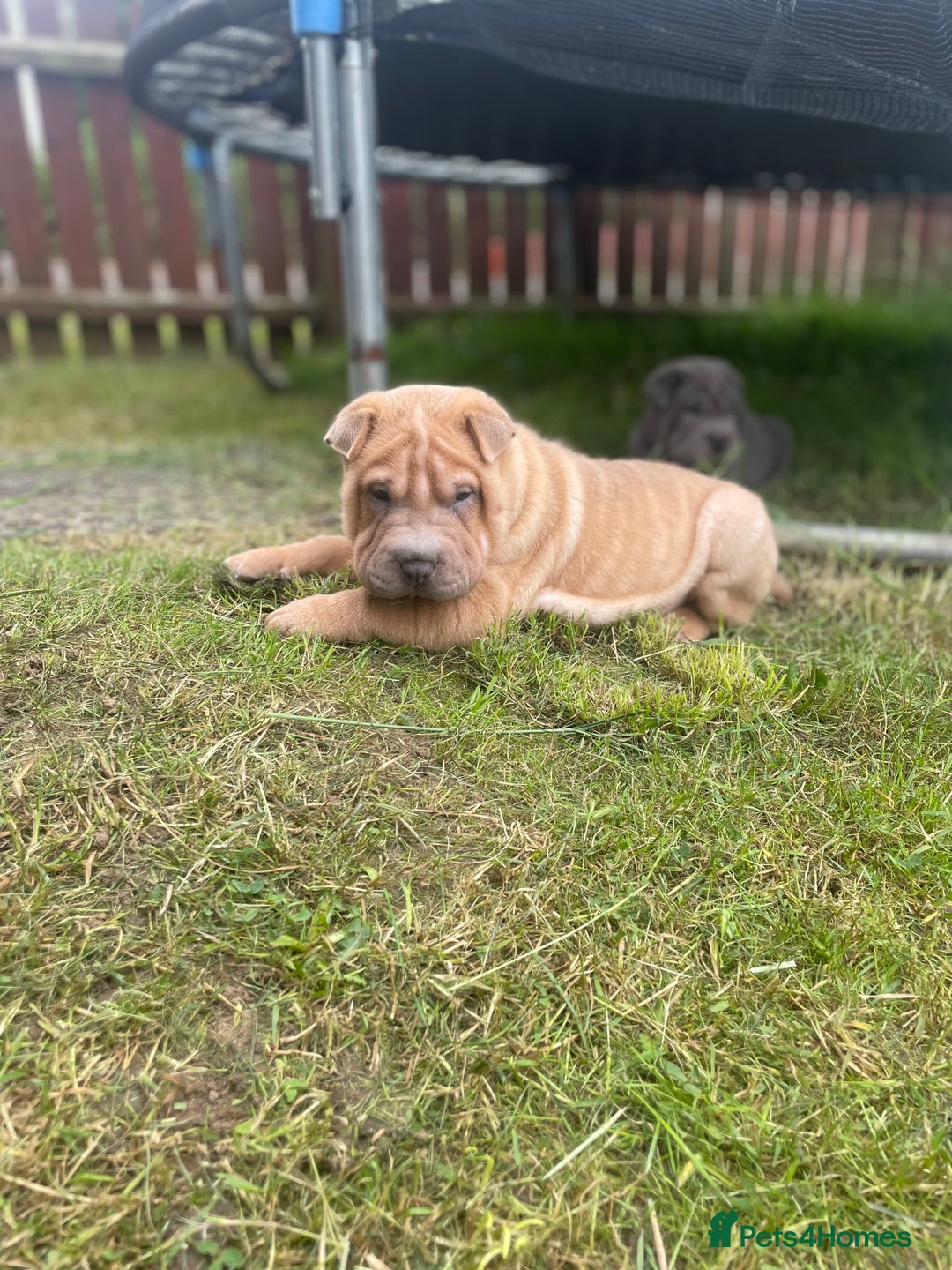 Shar Pei dogs for sale: 1 Black girl left  - Image 11