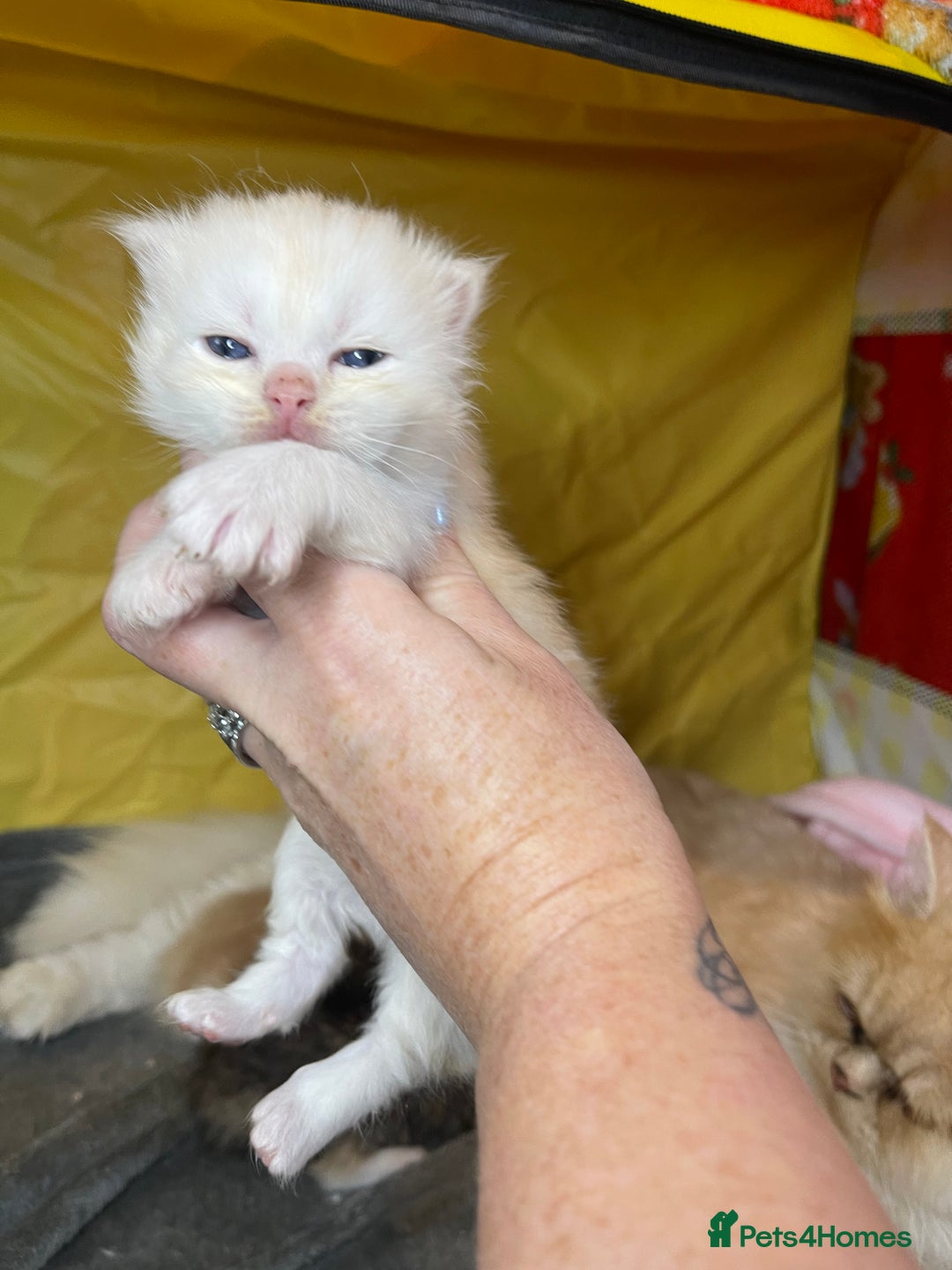 Mixed Breed cats for sale: Health Tested Perdolls - Image 9