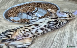 Bengal cats for sale: Bengal boy - Image 1