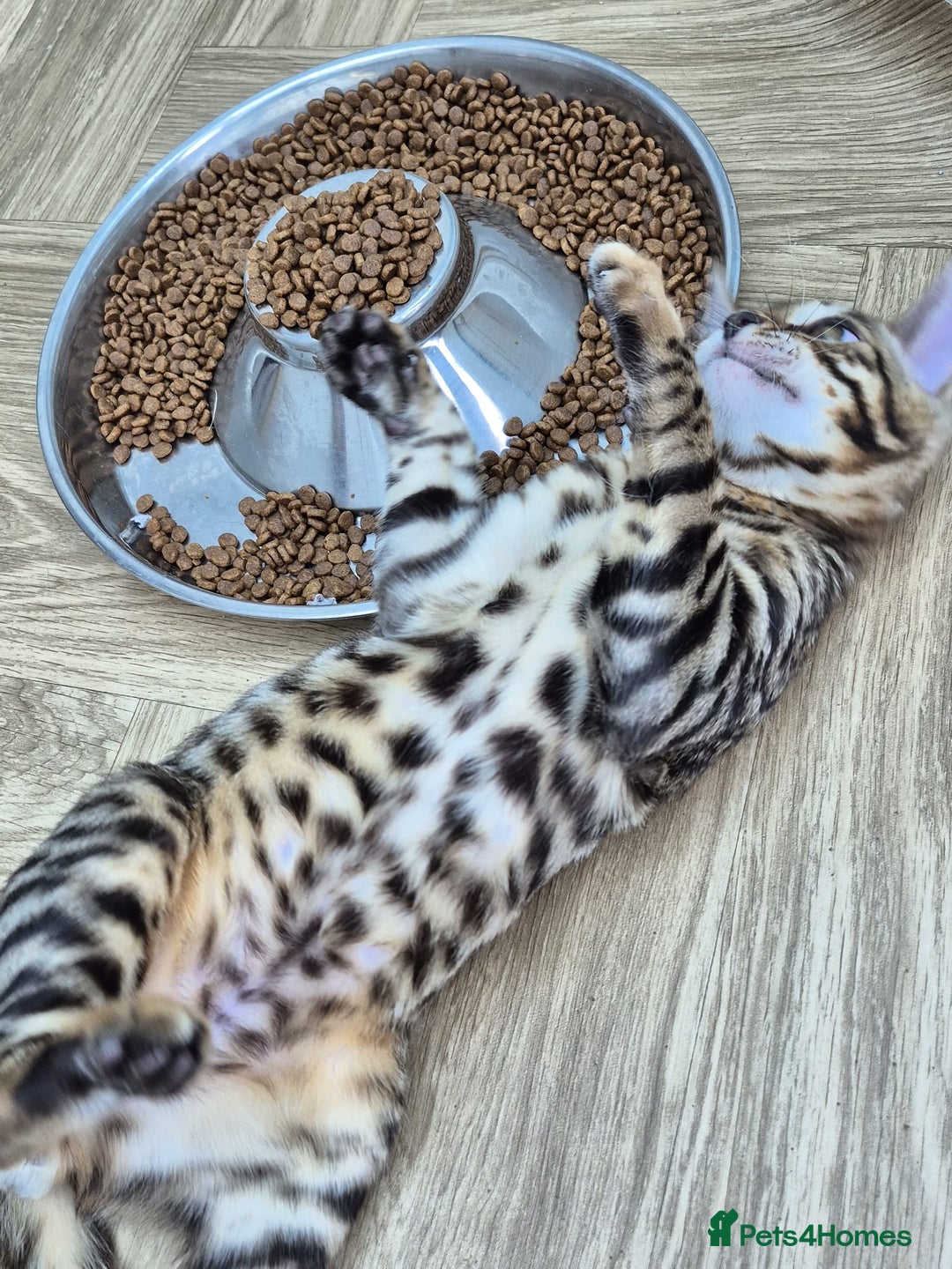 Bengal cats for sale: Bengal boy - Image 1