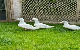Ducks poultry for sale: Female Aylesbury ducks  - Image 4