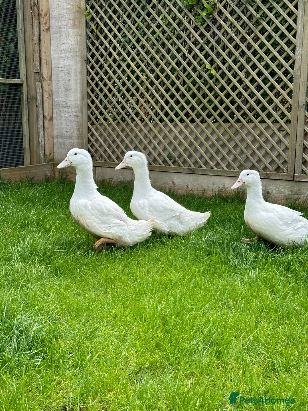 Ducks poultry for sale: Female Aylesbury ducks  - Image 4