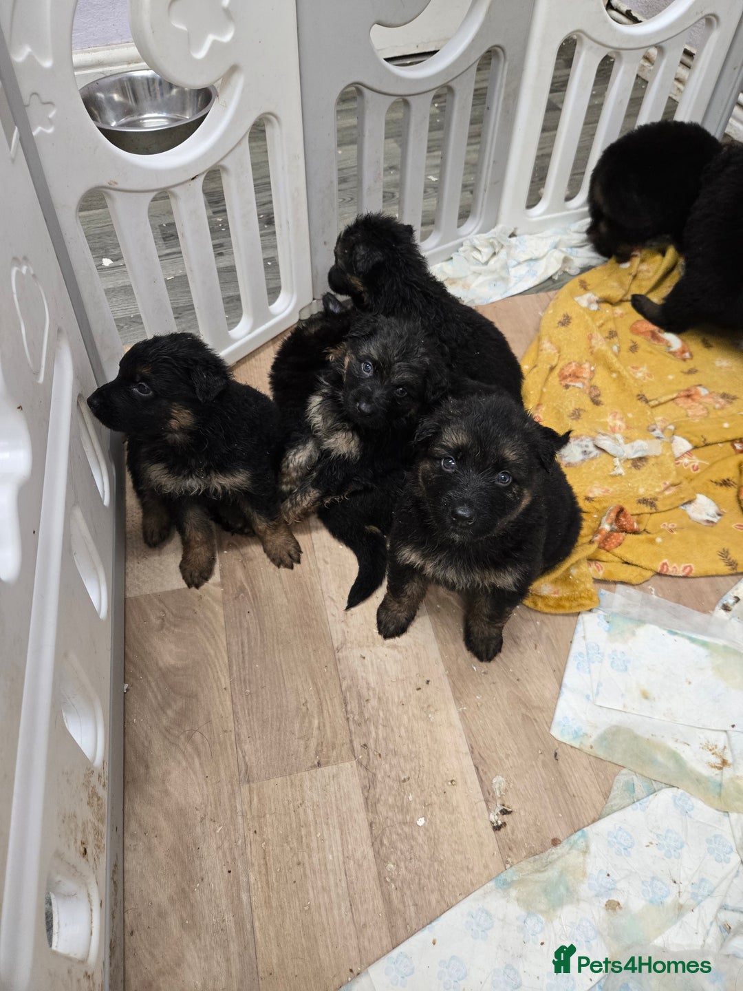 German Shepherd dogs for sale: German shepherd pups  - Advert 7