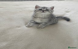 British Shorthair cats for sale: Three Precious Kittens - all 3 reserved  - Image 4