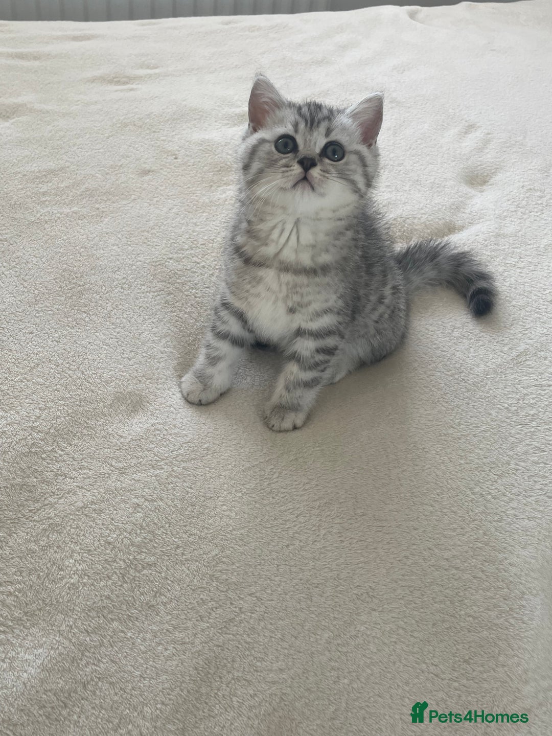 British Shorthair cats for sale: Three Precious Kittens - all 3 reserved  - Image 4