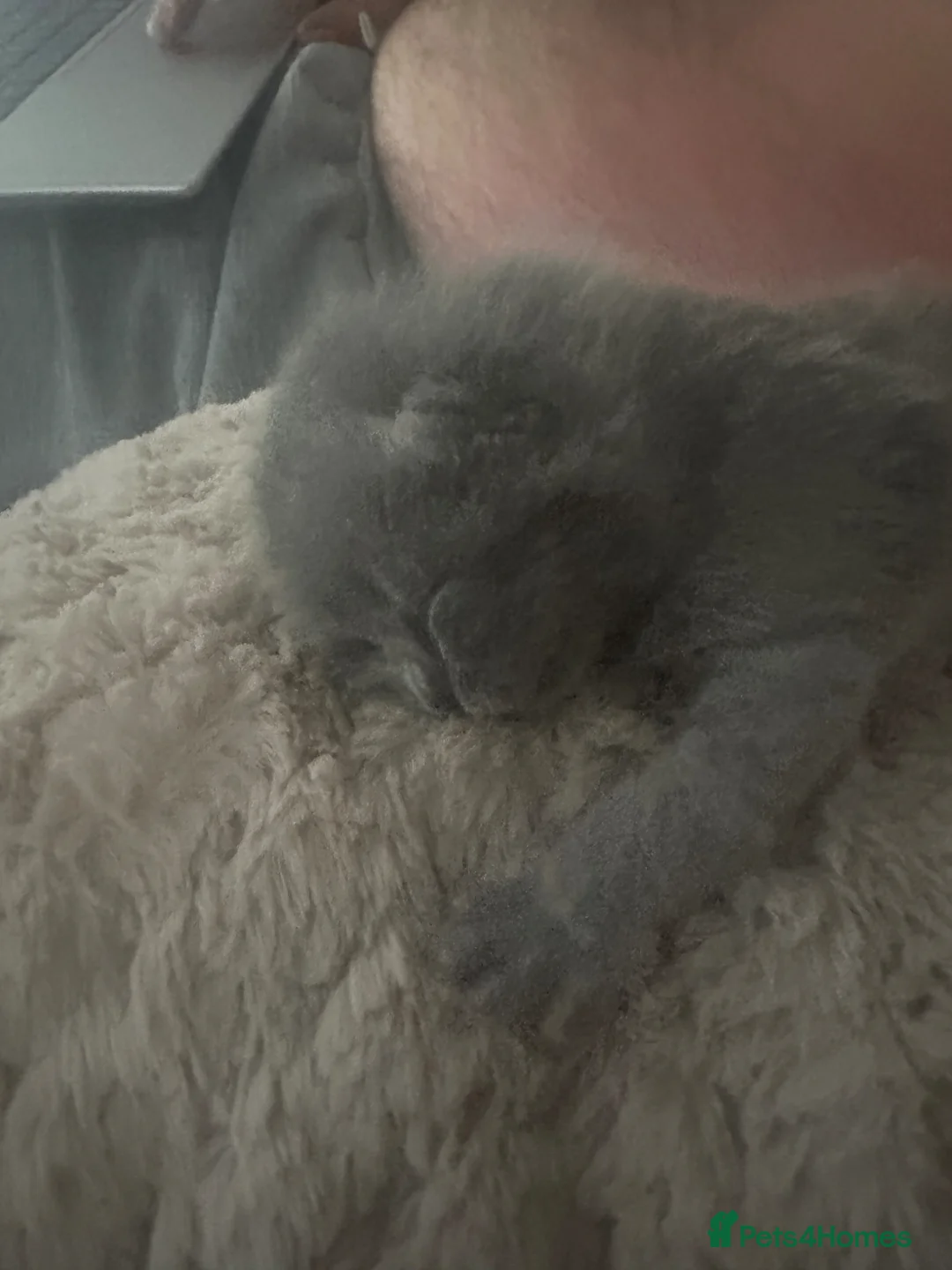 British Shorthair cats for sale: 4 beautiful bsh chunky kittens for sale  in Waltham Cross - Advert 2