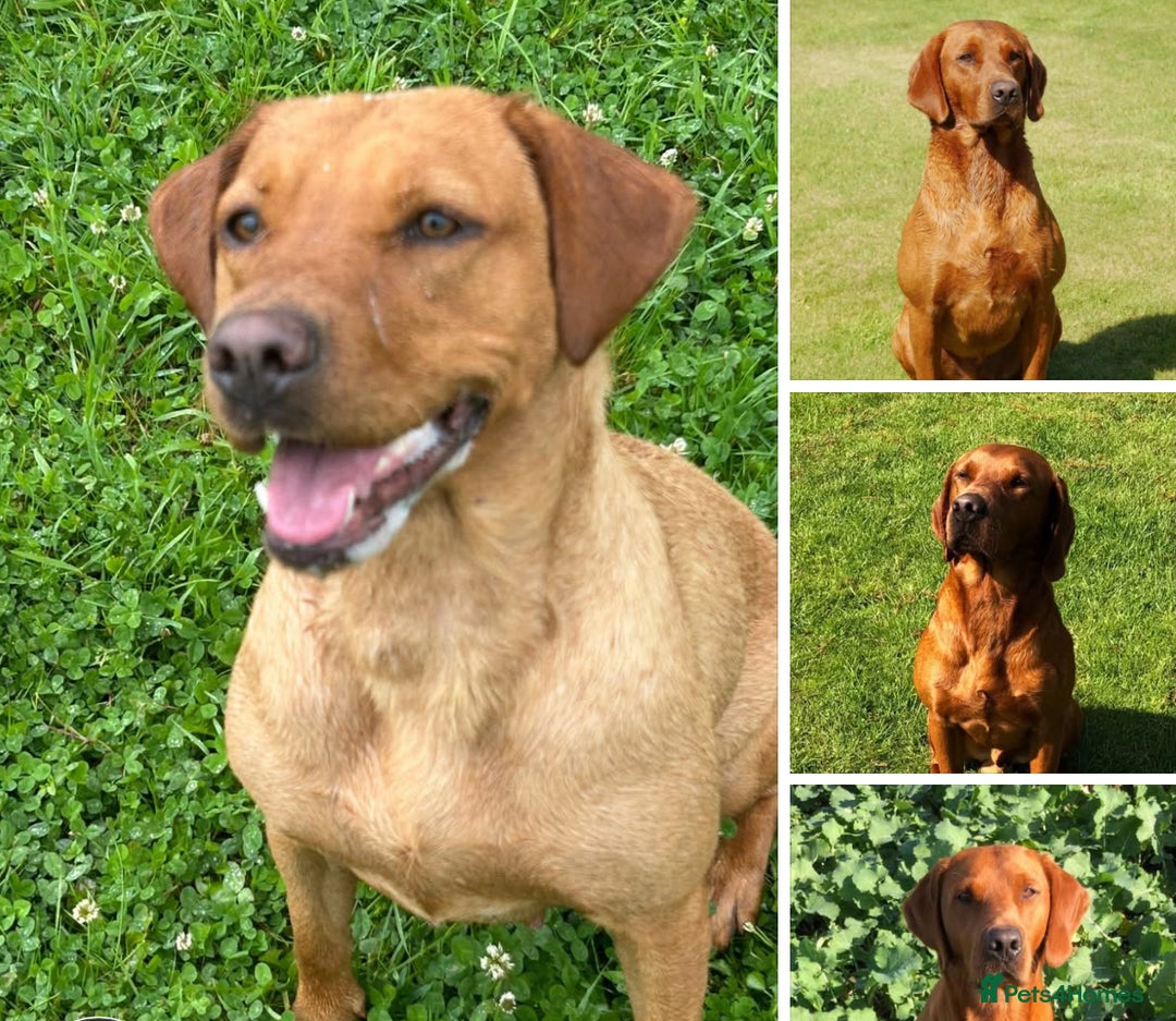 Labrador Retriever dogs for sale: Outstanding fully health tested Red Labradors  - Image 1