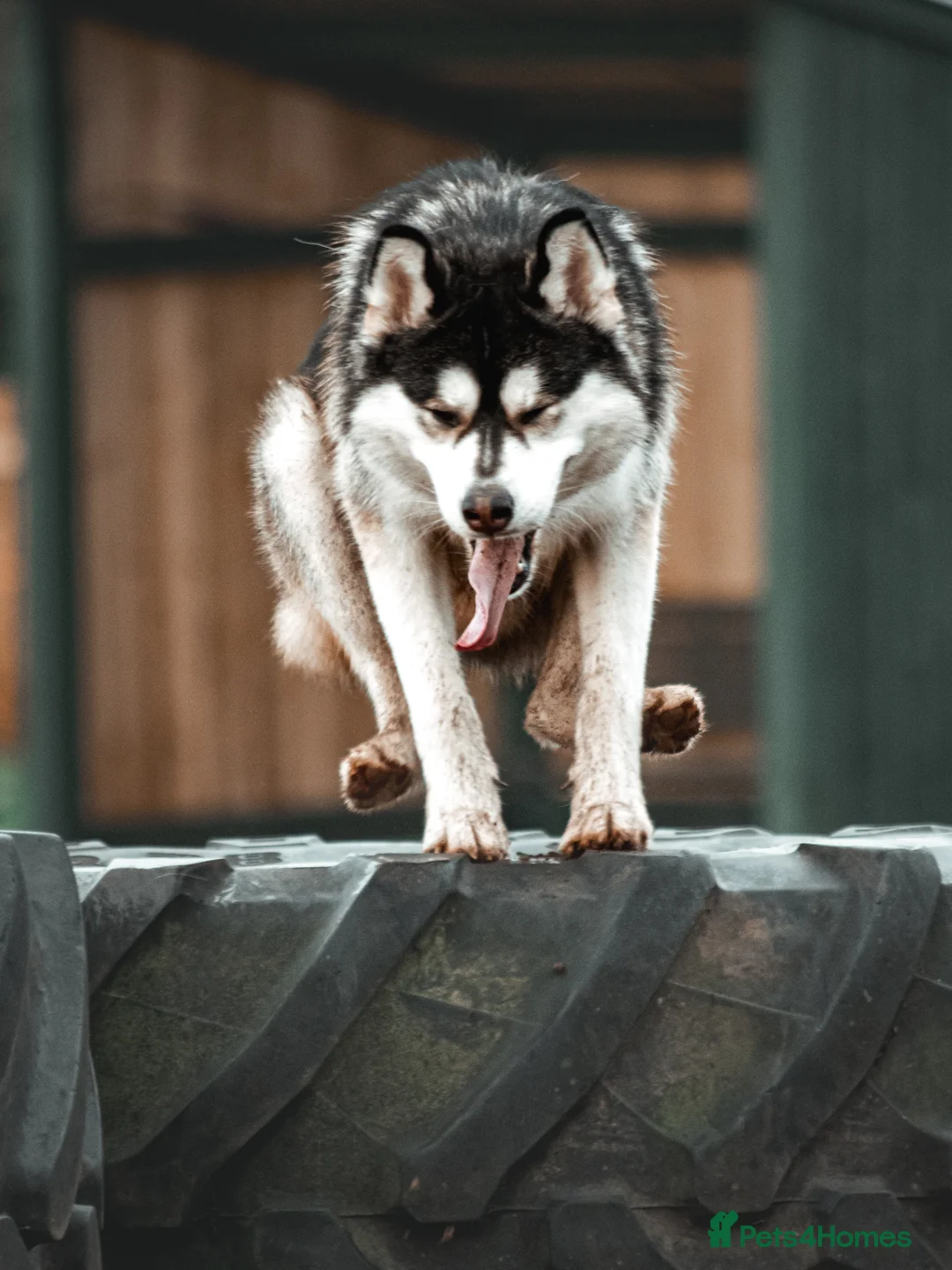 Alaskan Malamute dogs for stud: Stunning Stud Alaskan Malamute x Akita  - Advert 5