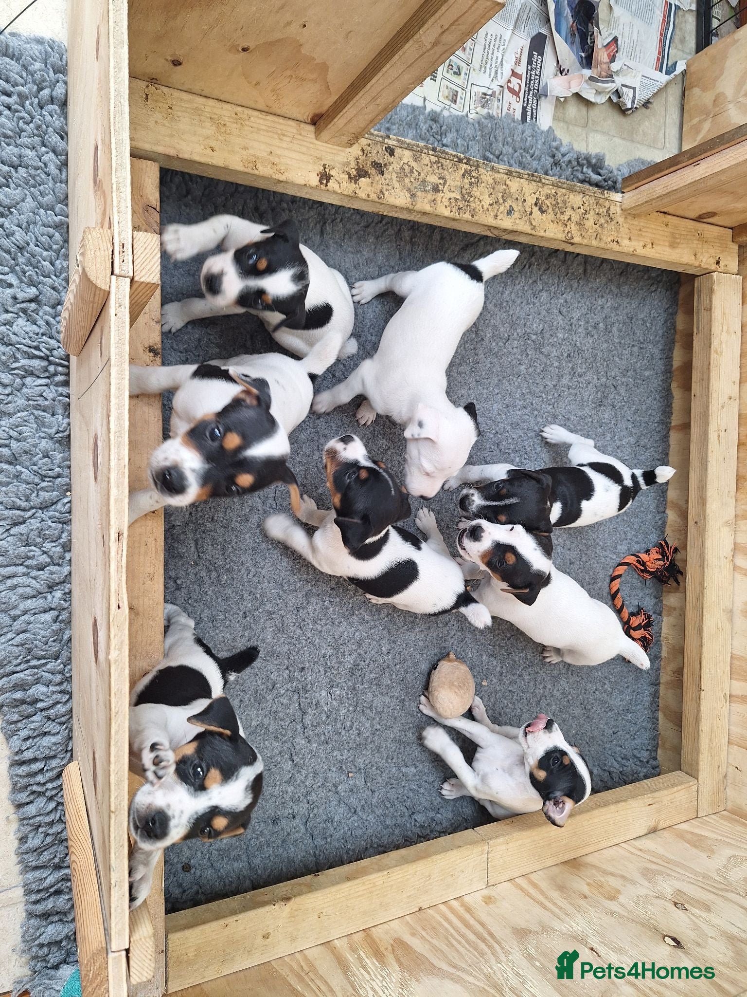 Jack Russell dogs Jack Russell Terrier Puppies for Sale - Advert 1