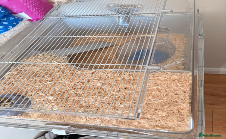 Hamster rodents Dwarf Russian hamster  - Advert 3