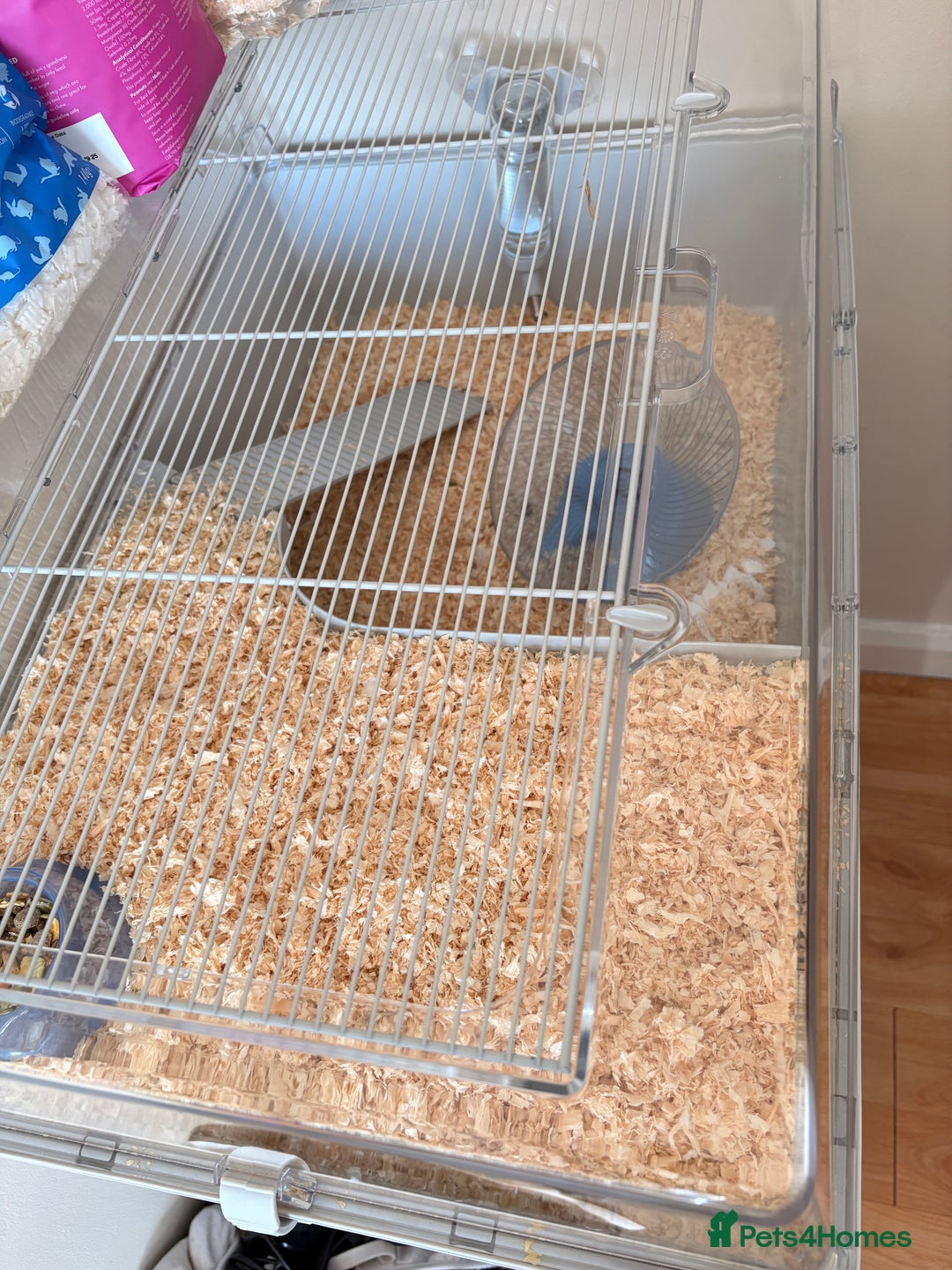 Hamster rodents for sale: Dwarf Russian hamster  - Advert 1