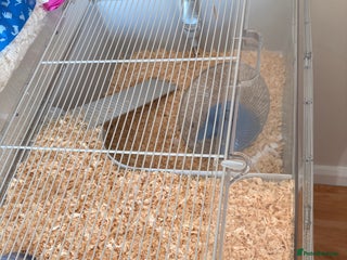 Hamster rodents Dwarf Russian hamster - Advert 2