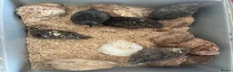 Quail poultry for sale: Coturnix quail  in Liskeard - Advert 2