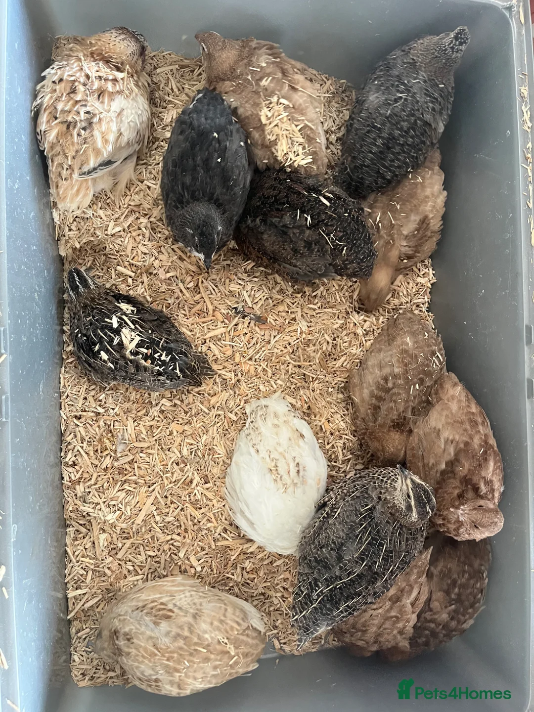 Quail poultry for sale: Coturnix quail  in Liskeard - Advert 2