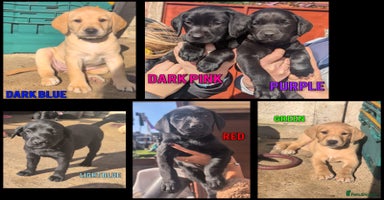 Labrador Retriever dogs - Advert 7