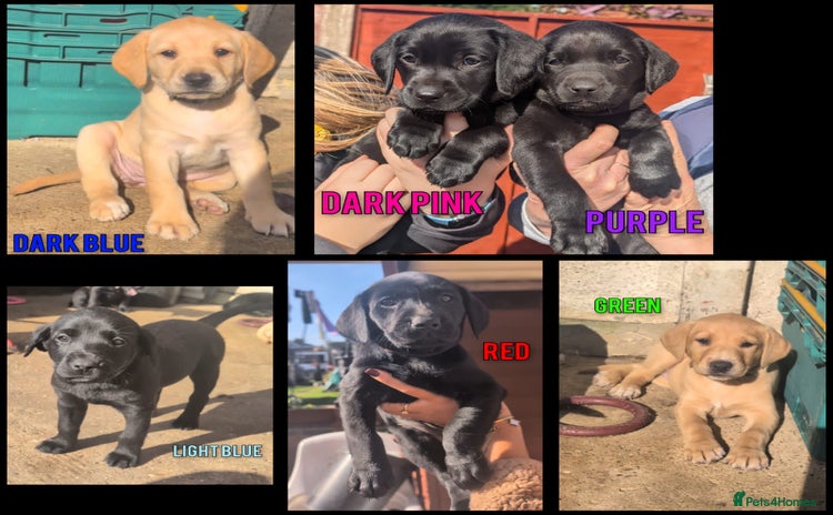 Labrador Retriever dogs - Advert 2