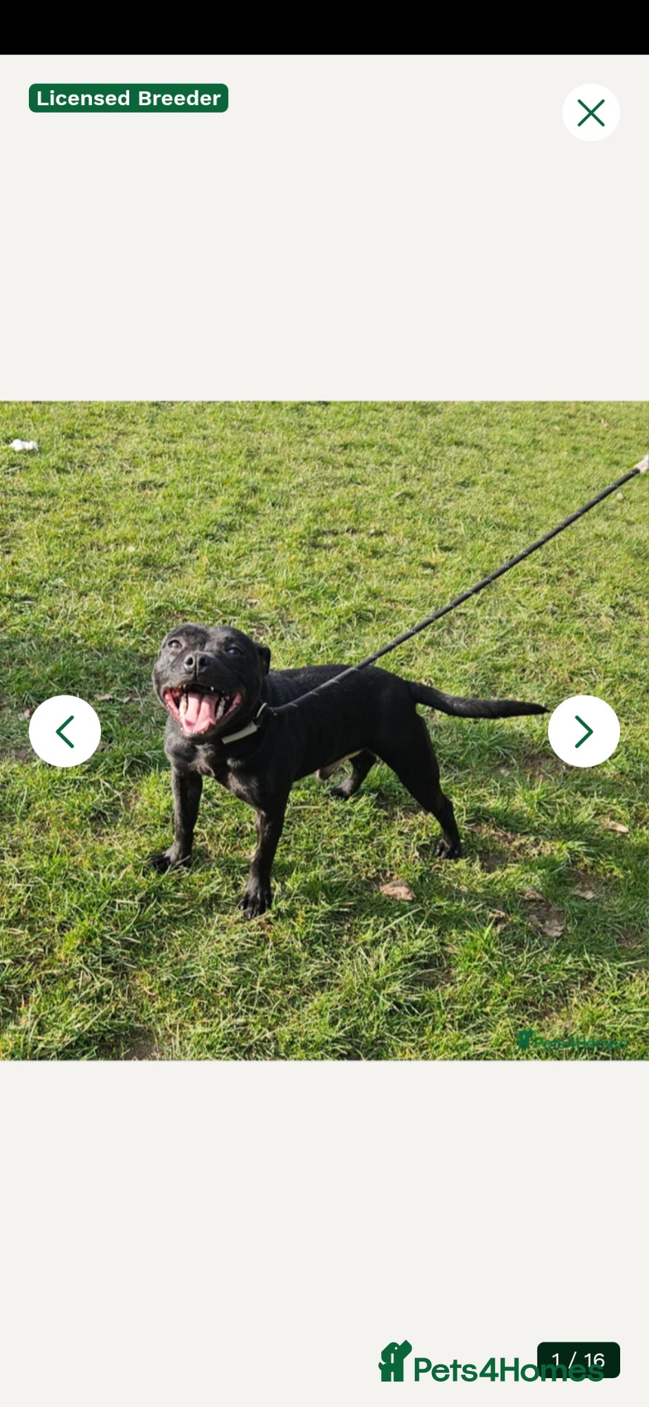 Staffordshire Bull Terrier dogs Kc registered,  Health tested, Black stafford male - Advert 1
