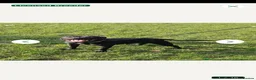 Staffordshire Bull Terrier dogs for sale: Kc registered,  Health tested, Black stafford male - Advert 1